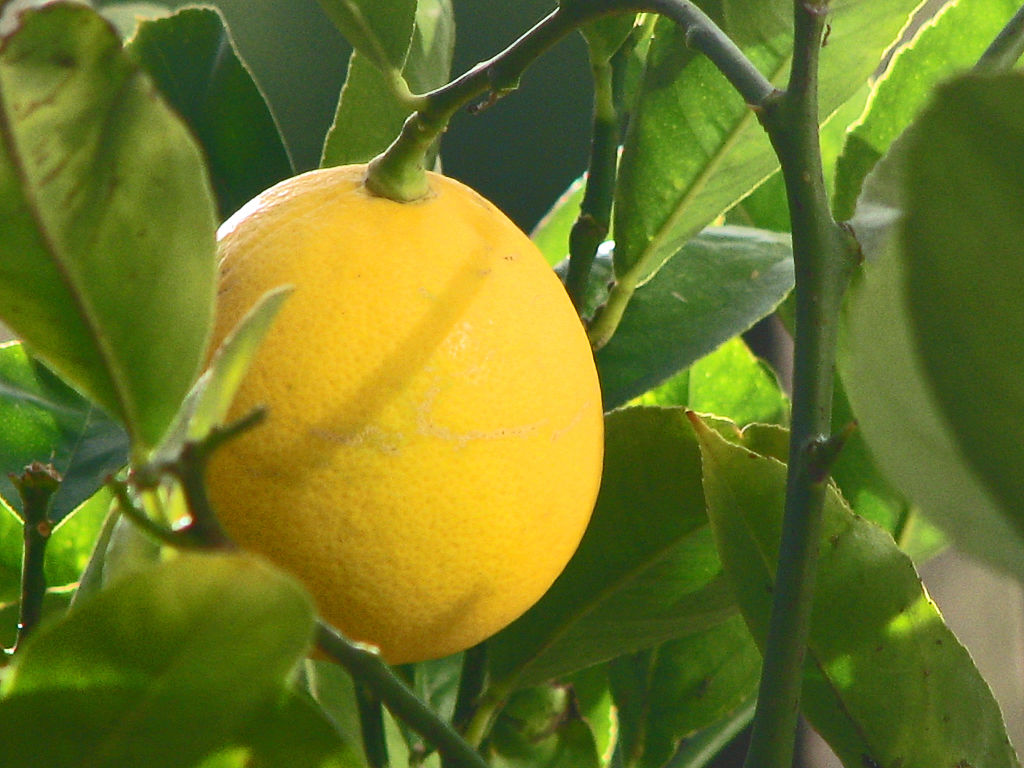 Meyer lemon on a tree