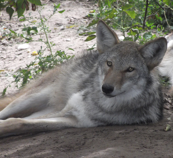 Coywolf